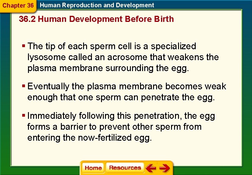 Chapter 36 Human Reproduction and Development 36. 2 Human Development Before Birth § The