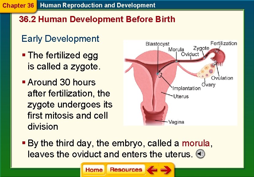 Chapter 36 Human Reproduction and Development 36. 2 Human Development Before Birth Early Development