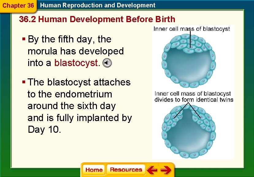 Chapter 36 Human Reproduction and Development 36. 2 Human Development Before Birth § By