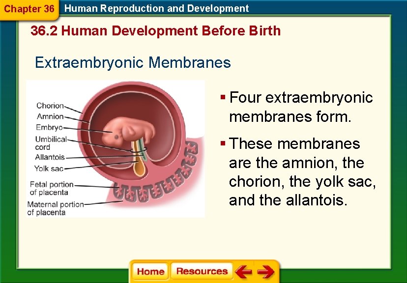 Chapter 36 Human Reproduction and Development 36. 2 Human Development Before Birth Extraembryonic Membranes