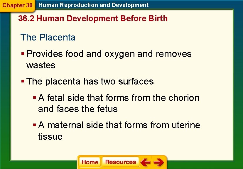 Chapter 36 Human Reproduction and Development 36. 2 Human Development Before Birth The Placenta