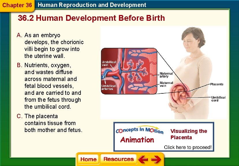 Chapter 36 Human Reproduction and Development 36. 2 Human Development Before Birth A. As