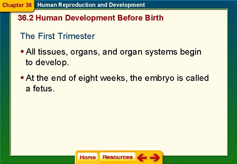 Chapter 36 Human Reproduction and Development 36. 2 Human Development Before Birth The First