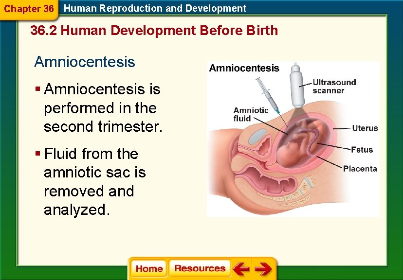 Chapter 36 Human Reproduction and Development 36. 2 Human Development Before Birth Amniocentesis §