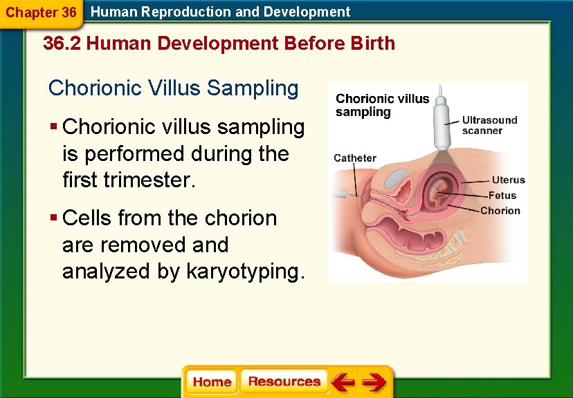 Chapter 36 Human Reproduction and Development 36. 2 Human Development Before Birth Chorionic Villus