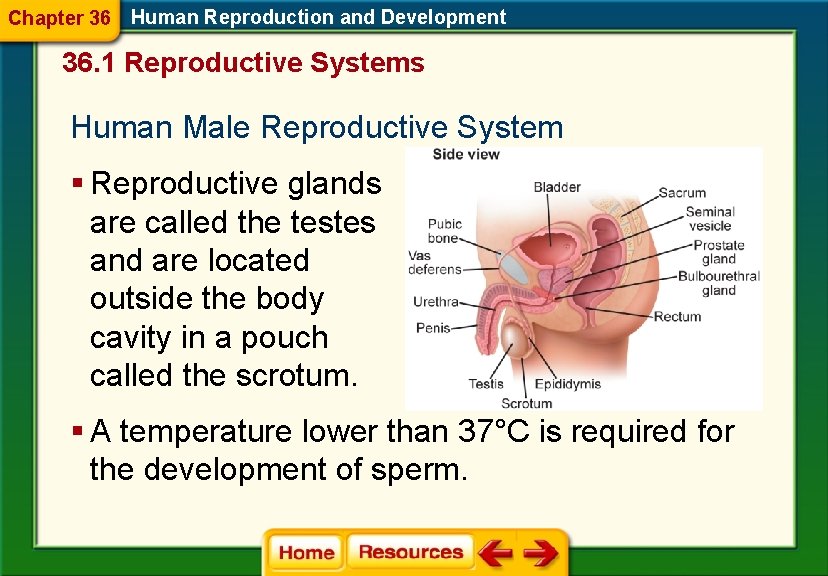 Chapter 36 Human Reproduction and Development 36. 1 Reproductive Systems Human Male Reproductive System