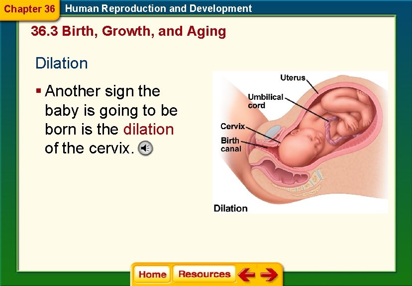 Chapter 36 Human Reproduction and Development 36. 3 Birth, Growth, and Aging Dilation §