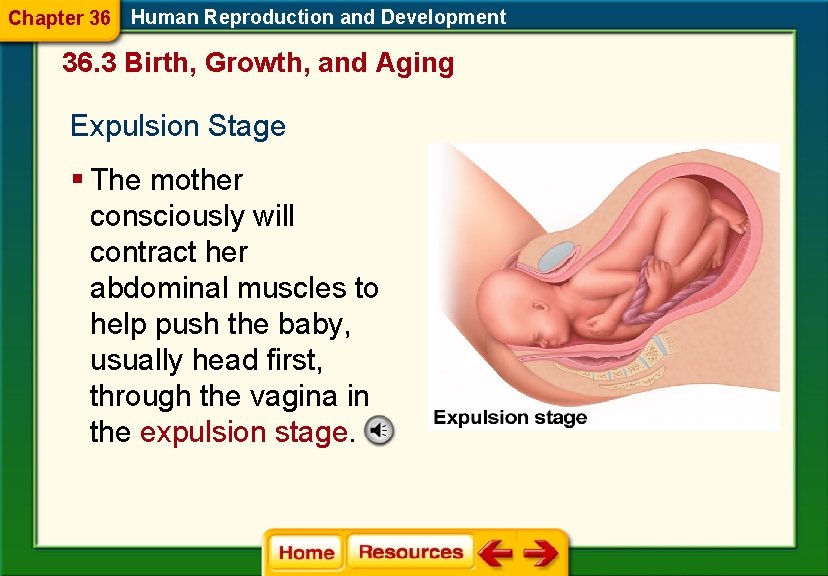 Chapter 36 Human Reproduction and Development 36. 3 Birth, Growth, and Aging Expulsion Stage