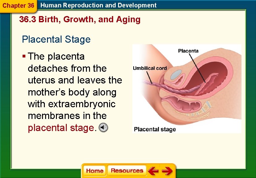 Chapter 36 Human Reproduction and Development 36. 3 Birth, Growth, and Aging Placental Stage