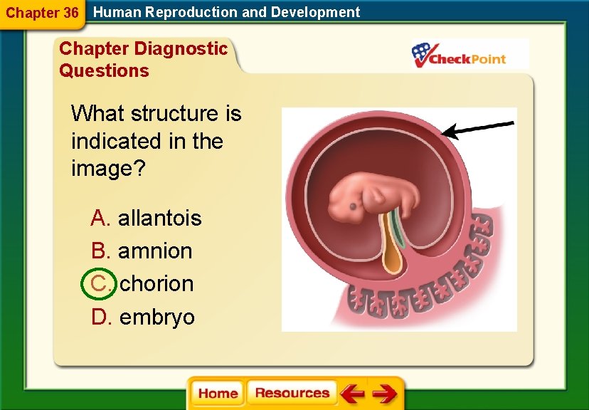 Chapter 36 Human Reproduction and Development Chapter Diagnostic Questions What structure is indicated in