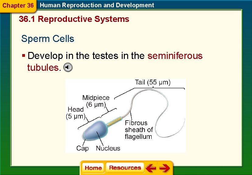 Chapter 36 Human Reproduction and Development 36. 1 Reproductive Systems Sperm Cells § Develop