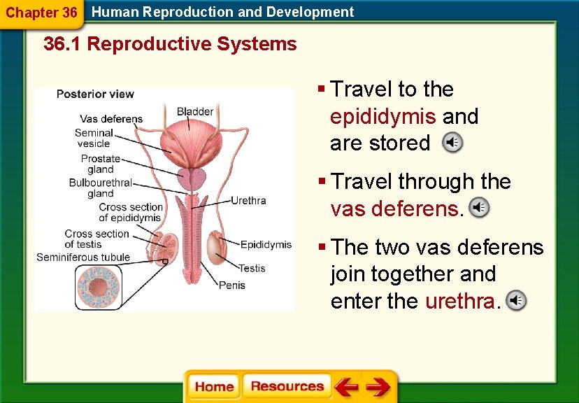 Chapter 36 Human Reproduction and Development 36. 1 Reproductive Systems § Travel to the