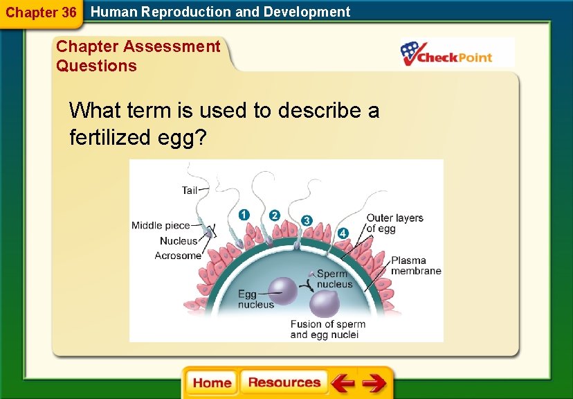 Chapter 36 Human Reproduction and Development Chapter Assessment Questions What term is used to