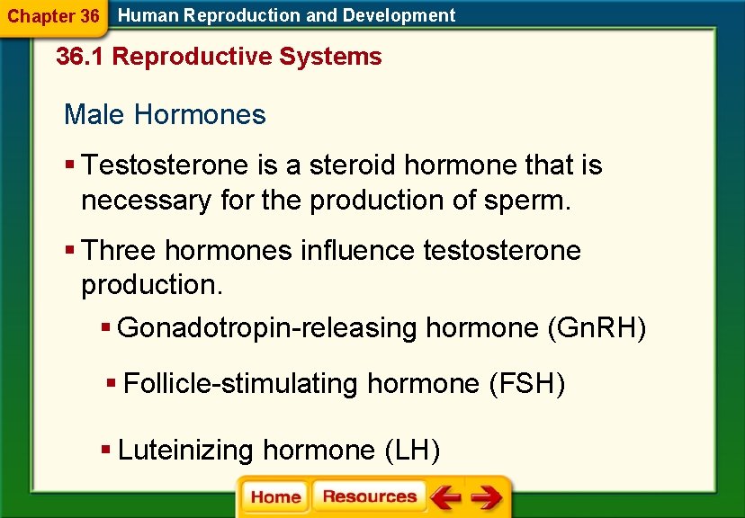 Chapter 36 Human Reproduction and Development 36. 1 Reproductive Systems Male Hormones § Testosterone