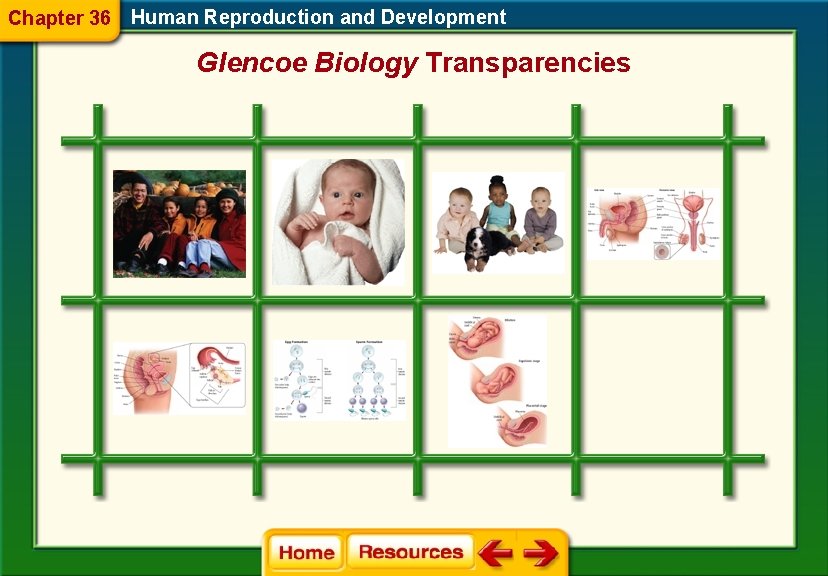 Chapter 36 Human Reproduction and Development Glencoe Biology Transparencies 