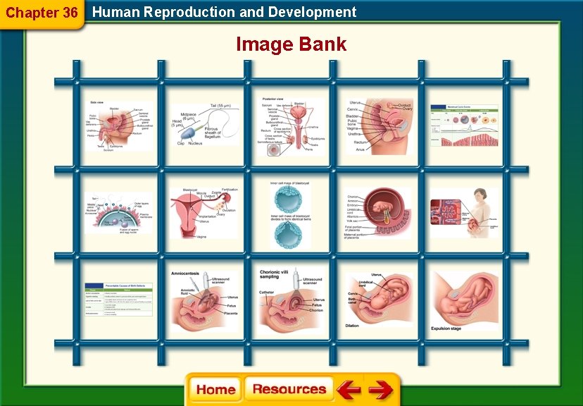 Chapter 36 Human Reproduction and Development Image Bank 