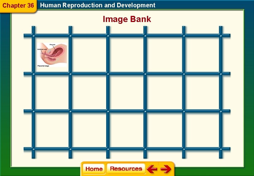 Chapter 36 Human Reproduction and Development Image Bank 