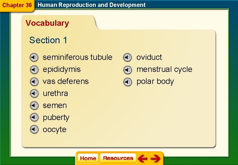 Chapter 36 Human Reproduction and Development Vocabulary Section 1 seminiferous tubule oviduct epididymis vas