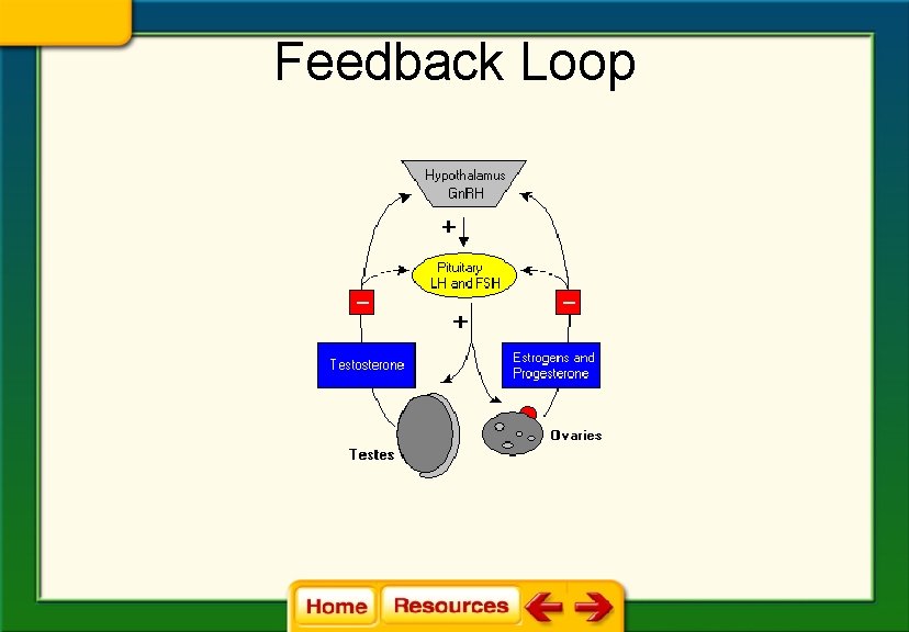 Feedback Loop 