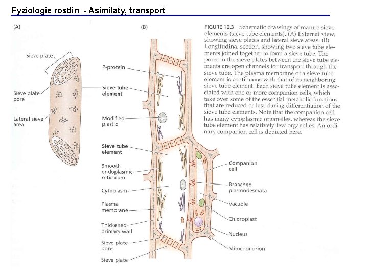 Fyziologie rostlin - Asimilaty, transport Fyziologie rostlin - Asimilaty, transport