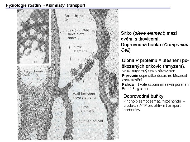 Fyziologie rostlin - Asimilaty, transport Sítko (sieve element) mezi dvěmi sítkovicemi, Doprovodná buňka (Companion Fyziologie rostlin - Asimilaty, transport Sítko (sieve element) mezi dvěmi sítkovicemi, Doprovodná buňka (Companion