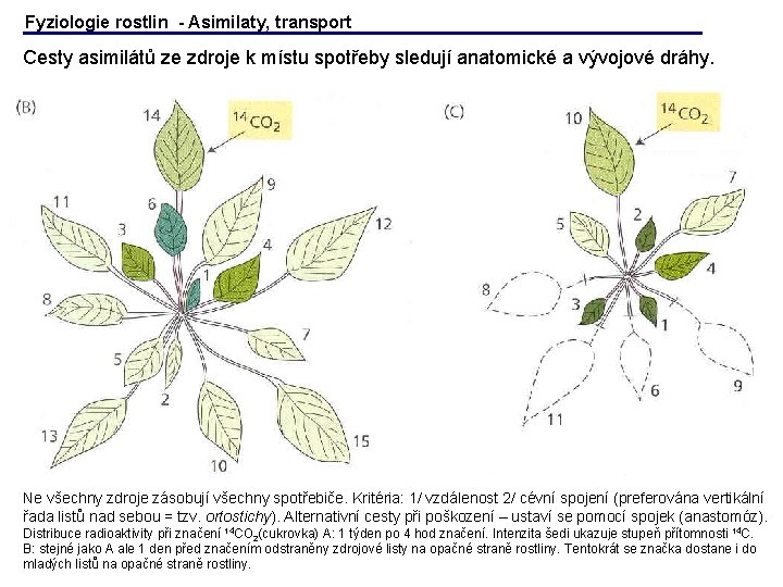 Fyziologie rostlin - Asimilaty, transport Cesty asimilátů ze zdroje k místu spotřeby sledují anatomické Fyziologie rostlin - Asimilaty, transport Cesty asimilátů ze zdroje k místu spotřeby sledují anatomické