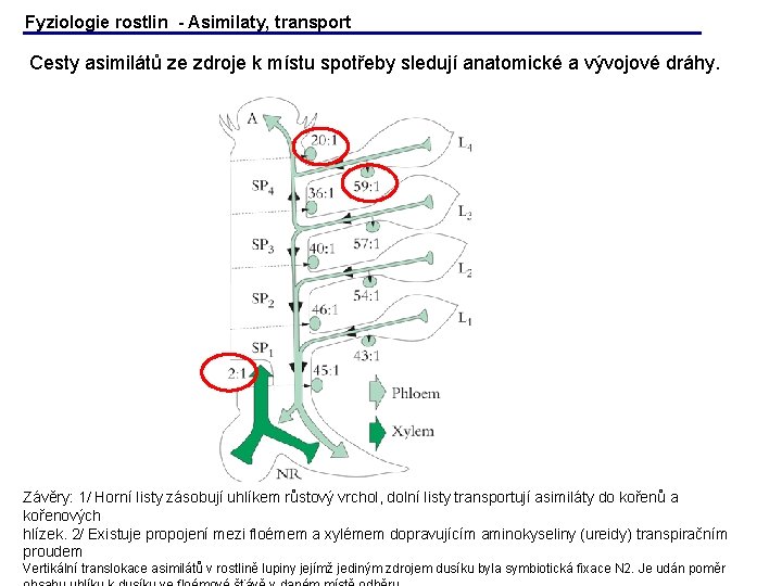 Fyziologie rostlin - Asimilaty, transport Cesty asimilátů ze zdroje k místu spotřeby sledují anatomické Fyziologie rostlin - Asimilaty, transport Cesty asimilátů ze zdroje k místu spotřeby sledují anatomické
