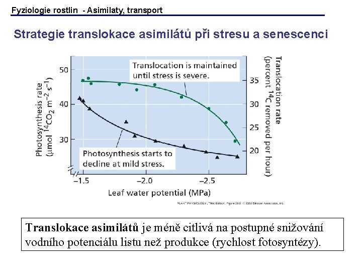 Fyziologie rostlin - Asimilaty, transport Strategie translokace asimilátů při stresu a senescenci Translokace asimilátů Fyziologie rostlin - Asimilaty, transport Strategie translokace asimilátů při stresu a senescenci Translokace asimilátů