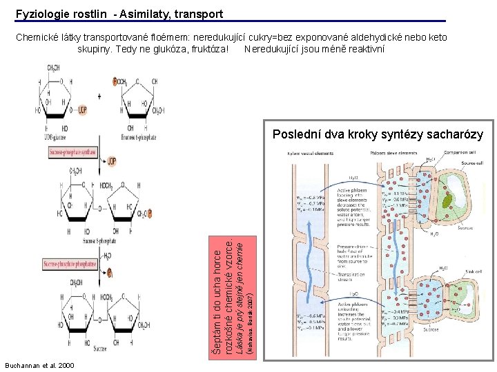 Fyziologie rostlin - Asimilaty, transport Chemické látky transportované floémem: neredukující cukry=bez exponované aldehydické nebo Fyziologie rostlin - Asimilaty, transport Chemické látky transportované floémem: neredukující cukry=bez exponované aldehydické nebo