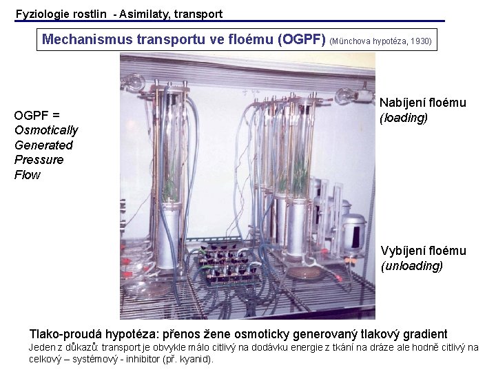 Fyziologie rostlin - Asimilaty, transport Mechanismus transportu ve floému (OGPF) (Münchova hypotéza, 1930) OGPF Fyziologie rostlin - Asimilaty, transport Mechanismus transportu ve floému (OGPF) (Münchova hypotéza, 1930) OGPF