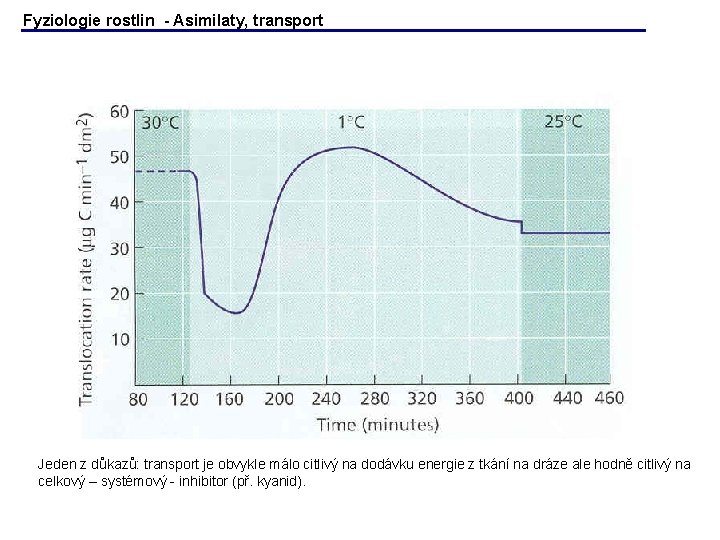 Fyziologie rostlin - Asimilaty, transport Jeden z důkazů: transport je obvykle málo citlivý na Fyziologie rostlin - Asimilaty, transport Jeden z důkazů: transport je obvykle málo citlivý na