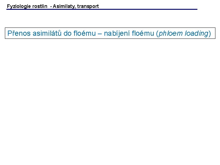 Fyziologie rostlin - Asimilaty, transport Přenos asimilátů do floému – nabíjení floému (phloem loading) Fyziologie rostlin - Asimilaty, transport Přenos asimilátů do floému – nabíjení floému (phloem loading)