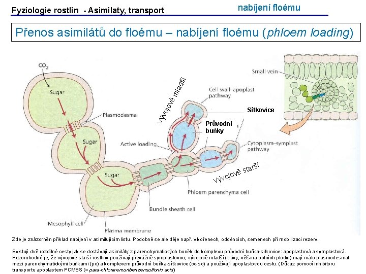 nabíjení floému Fyziologie rostlin - Asimilaty, transport Vý vo jov ěm lad ší Přenos nabíjení floému Fyziologie rostlin - Asimilaty, transport Vý vo jov ěm lad ší Přenos
