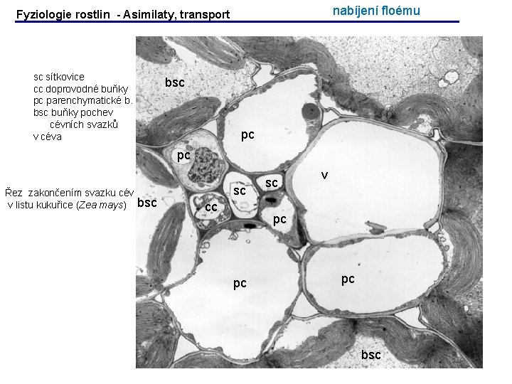nabíjení floému Fyziologie rostlin - Asimilaty, transport sc sítkovice cc doprovodné buňky pc parenchymatické nabíjení floému Fyziologie rostlin - Asimilaty, transport sc sítkovice cc doprovodné buňky pc parenchymatické