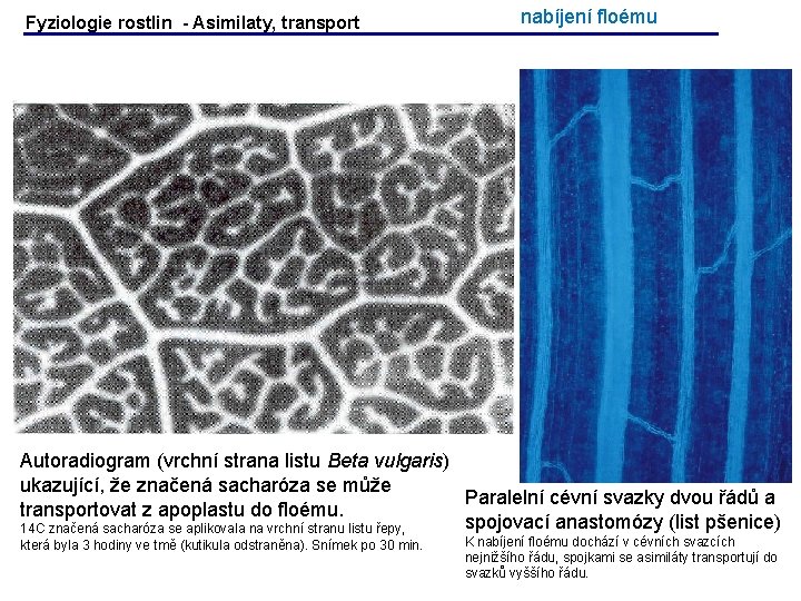 Fyziologie rostlin - Asimilaty, transport nabíjení floému Autoradiogram (vrchní strana listu Beta vulgaris) ukazující, Fyziologie rostlin - Asimilaty, transport nabíjení floému Autoradiogram (vrchní strana listu Beta vulgaris) ukazující,