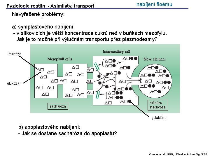 Fyziologie rostlin - Asimilaty, transport nabíjení floému Nevyřešené problémy: a) symplastového nabíjení - v Fyziologie rostlin - Asimilaty, transport nabíjení floému Nevyřešené problémy: a) symplastového nabíjení - v