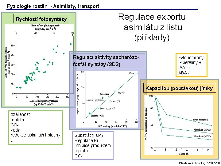 Fyziologie rostlin - Asimilaty, transport Regulace exportu asimilátů z listu (příklady) Rychlostí fotosyntézy Regulací Fyziologie rostlin - Asimilaty, transport Regulace exportu asimilátů z listu (příklady) Rychlostí fotosyntézy Regulací