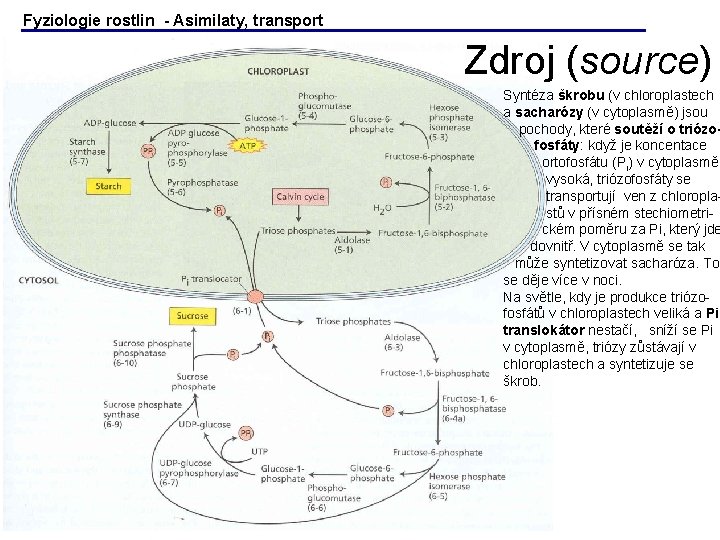Fyziologie rostlin - Asimilaty, transport Zdroj (source) Syntéza škrobu (v chloroplastech a sacharózy (v Fyziologie rostlin - Asimilaty, transport Zdroj (source) Syntéza škrobu (v chloroplastech a sacharózy (v