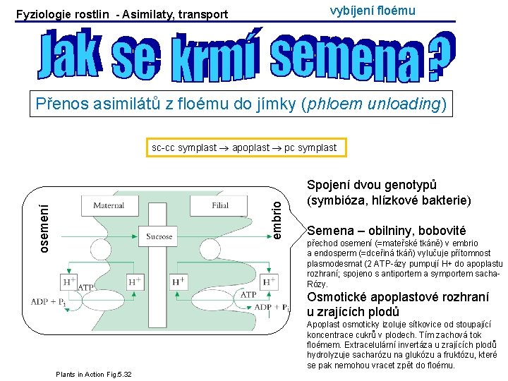 vybíjení floému Fyziologie rostlin - Asimilaty, transport Přenos asimilátů z floému do jímky (phloem vybíjení floému Fyziologie rostlin - Asimilaty, transport Přenos asimilátů z floému do jímky (phloem