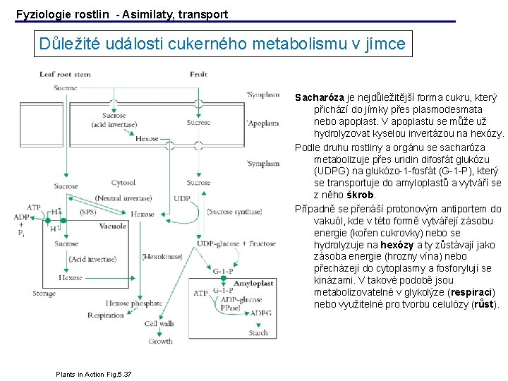 Fyziologie rostlin - Asimilaty, transport Důležité události cukerného metabolismu v jímce Sacharóza je nejdůležitější Fyziologie rostlin - Asimilaty, transport Důležité události cukerného metabolismu v jímce Sacharóza je nejdůležitější