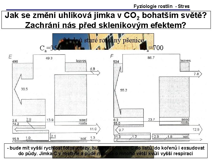 Fyziologie rostlin - Stres Jak se změní uhlíková jímka v CO 2 bohatším světě? Fyziologie rostlin - Stres Jak se změní uhlíková jímka v CO 2 bohatším světě?