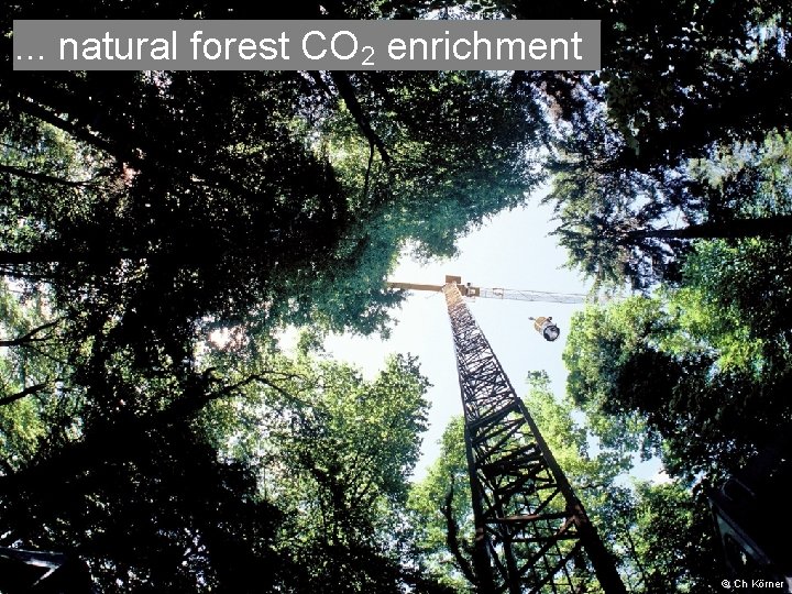 . . . natural forest CO 2 enrichment Ch Körner . . . natural forest CO 2 enrichment Ch Körner