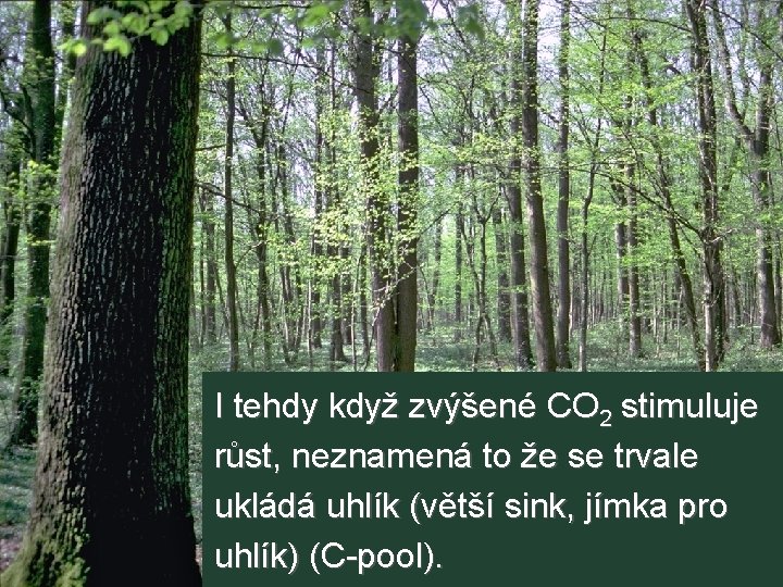 I tehdy když zvýšené CO 2 stimuluje růst, neznamená to že se trvale ukládá I tehdy když zvýšené CO 2 stimuluje růst, neznamená to že se trvale ukládá