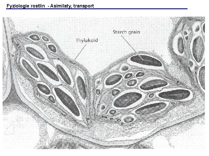 Fyziologie rostlin - Asimilaty, transport Fyziologie rostlin - Asimilaty, transport
