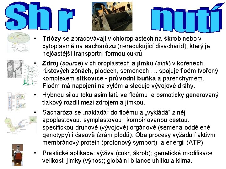 • Triózy se zpracovávají v chloroplastech na škrob nebo v cytoplasmě na sacharózu • Triózy se zpracovávají v chloroplastech na škrob nebo v cytoplasmě na sacharózu