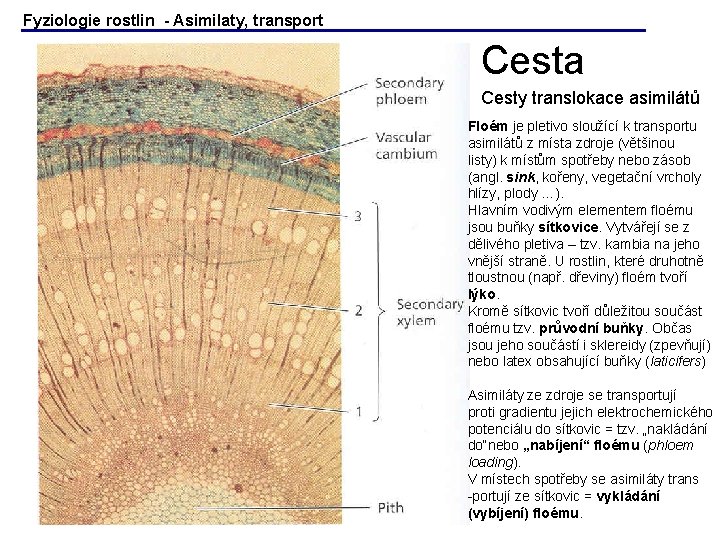 Fyziologie rostlin - Asimilaty, transport Cesta Cesty translokace asimilátů Floém je pletivo sloužící k Fyziologie rostlin - Asimilaty, transport Cesta Cesty translokace asimilátů Floém je pletivo sloužící k