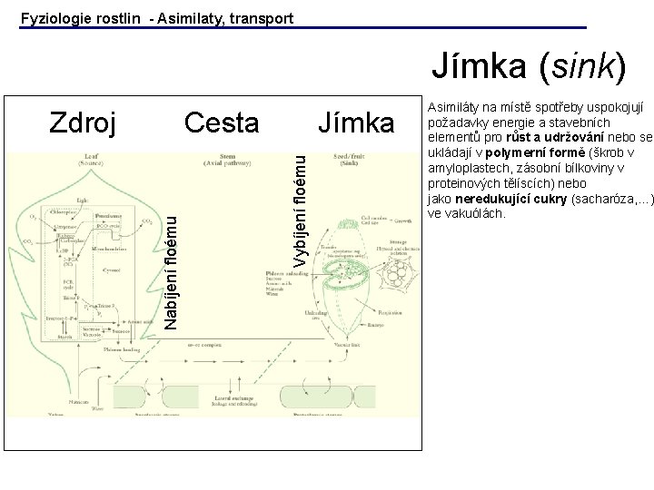Fyziologie rostlin - Asimilaty, transport Jímka (sink) Jímka Vybíjení floému Cesta Nabíjení floému Zdroj Fyziologie rostlin - Asimilaty, transport Jímka (sink) Jímka Vybíjení floému Cesta Nabíjení floému Zdroj