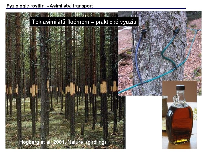 Fyziologie rostlin - Asimilaty, transport Tok asimilátů floémem – praktické využití Hogberg et al. Fyziologie rostlin - Asimilaty, transport Tok asimilátů floémem – praktické využití Hogberg et al.