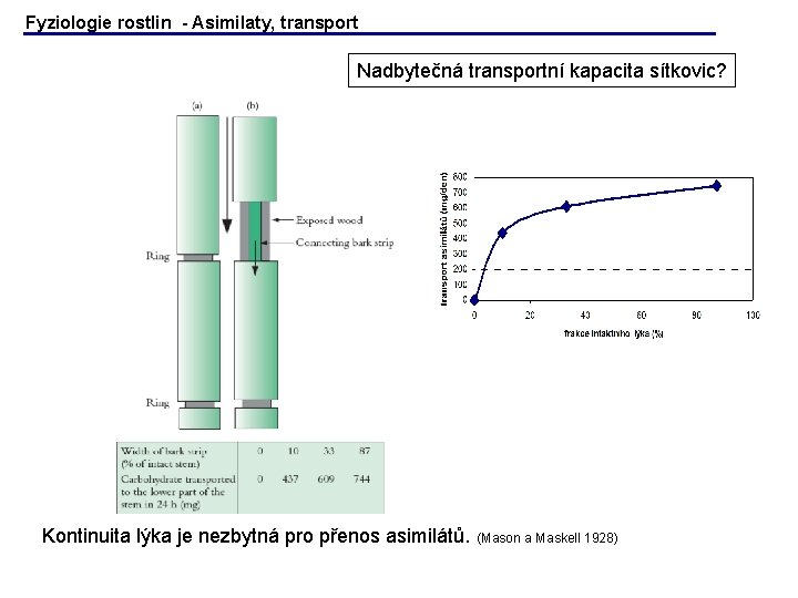 Fyziologie rostlin - Asimilaty, transport Nadbytečná transportní kapacita sítkovic? Kontinuita lýka je nezbytná pro Fyziologie rostlin - Asimilaty, transport Nadbytečná transportní kapacita sítkovic? Kontinuita lýka je nezbytná pro