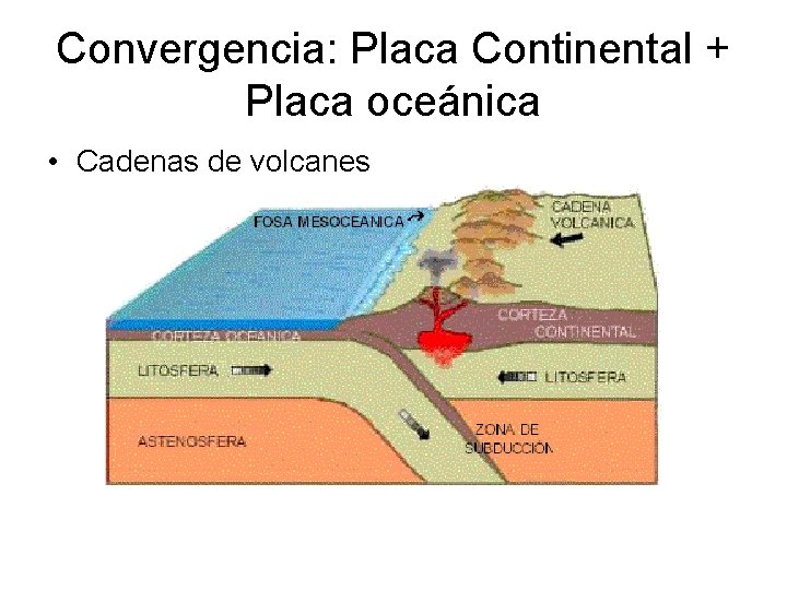 Convergencia: Placa Continental + Placa oceánica • Cadenas de volcanes 